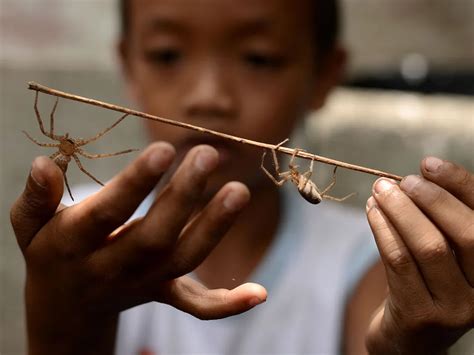 fighting spiders philippines|What Spider Games Say About Arachnophobia – SAPIENS.